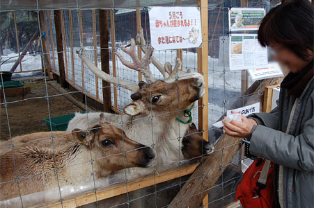 reindeer2009.01c