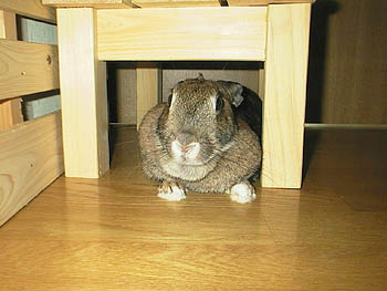 �V�F���^�[�̃��M