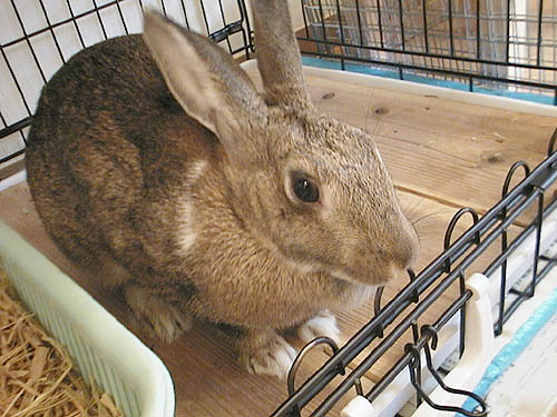 �X�W�N�X���Q�R���̃��M