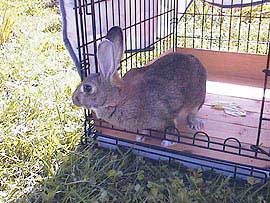 �v���Ԃ�̂���