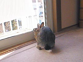 ���̑��ז�����