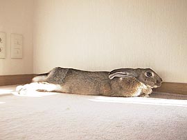 �[�����C��������