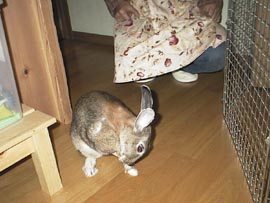 �ܐ�̖т����ꂽ