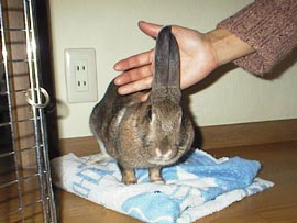 ���傢�Ƃ���