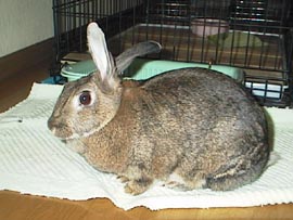 �N���X�}�X�C�u