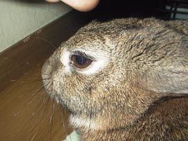 �l���郀�M