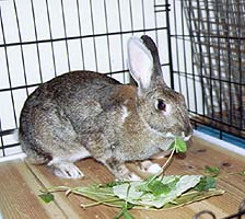 ���т���