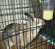 ��D���̃p�C�i�b�v���W���[�X