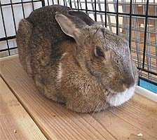 �H�ׂ��疰���Ȃ���