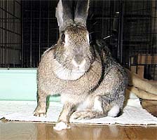 ��ɂȂ�ƌ��C