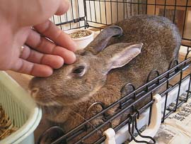 ���łĂ��炤�̋C��������