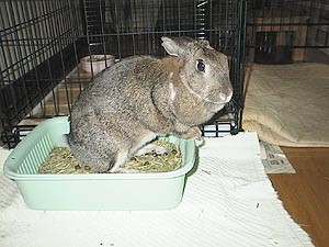 �~�̖�͗₦���