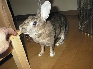 �Ȃ񂩂����̃P�H