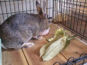 �����͂�