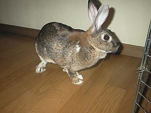 ���Ԃɍs������