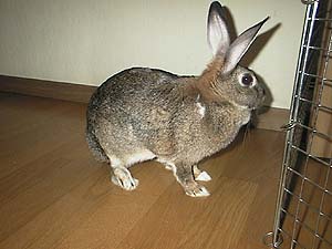 ����ς苏�Ԃɍs������