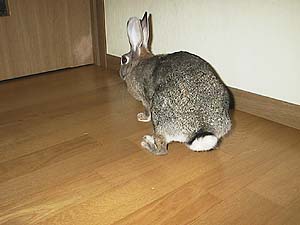 �Q�����̂Ă�����