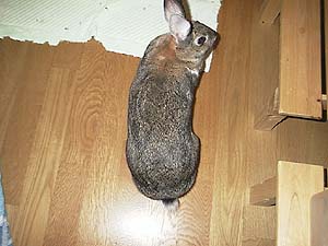 �N���҂͂��Ȃ�����