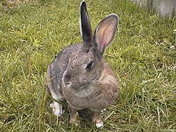 �J���X�A���邳����