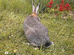 ����͉����H