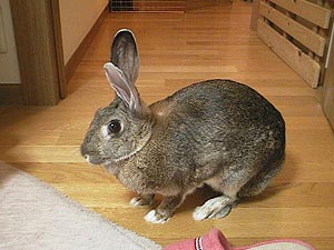 �Q���ɓ��ꂽ