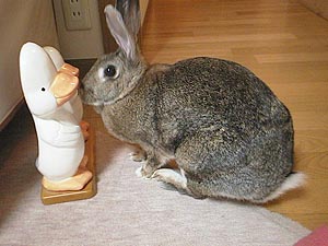 ����ɂ���