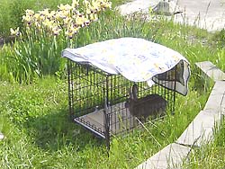 �����͂ǂ��H