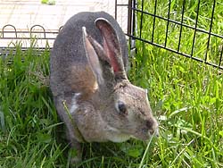 ������Ƃ����O��