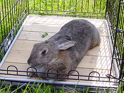 �����C��������