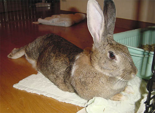 ���M�U�˂̉�