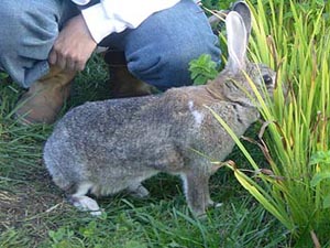 �Ȃɂ��|�����Ȃ��̂Ȃ�����