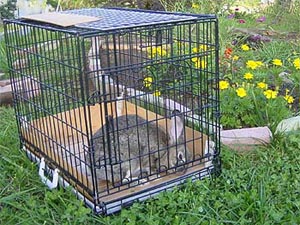 �o���o��