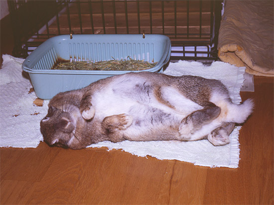 ���M�̑�Z�x���[���[��