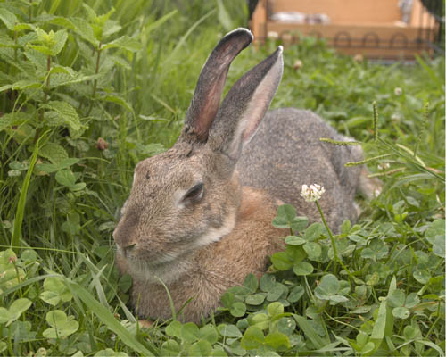 �܂���Ŕ�ꂽ�A����