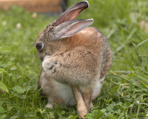 �тÂ��낢�P