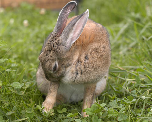 �тÂ��낢�Q