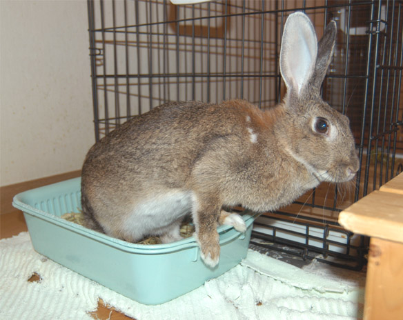 2003�N9���@�䂪�Ƃɗ��ĂW�N��